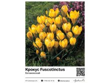 8024	 Fuscotinctus () 33 