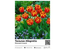 2273	 Allegretto ( ) 79 