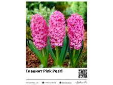 4054	 Pink Pearl 80 