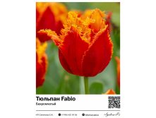 2320	 Fabio () 75 