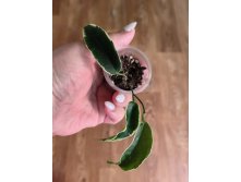 Hoya Kenejiana albomarginata 'Thong's Treasure.