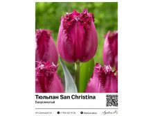 2394	 San Christina () 81 