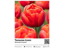 2344	 Icoon ( ) 81 