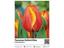 2369	 Oxford Elite ( ) 55 