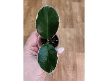 Hoya Australis Blondie.