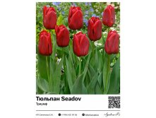2395	 Seadov () 71 
