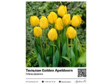 2329	 Golden Apeldoorn ( ) 55 