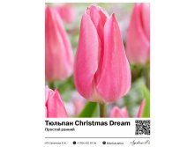 2302	 Christmas Dream ( ) 79 