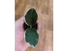 Hoya Australis Blondie.