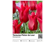 2376	 Pieter de Leur () 66 