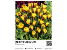 8025	 Gipsy Girl () 33