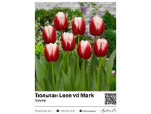 2348	 Leen vd Mark () 75 