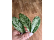  pubicalyx silver