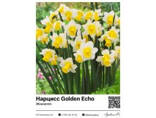 3113	 Golden Echo () 79 