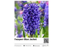 4043	 Blue Jacket 83 