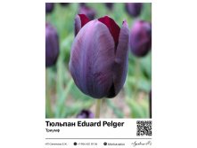 2316	 Eduard Pelger () 78 