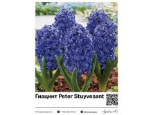 4053	 Peter Stuyvesant 83 