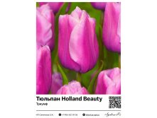 2336	 Holland Beauty () 59 
