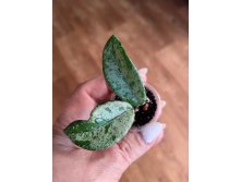 Hoya carnosa wilbur graves.