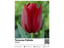 2370	 Pallada () 73 