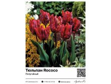 2391	 Rococo () 71 