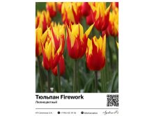 2321	 Firework () 71 