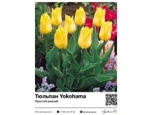 2420	 Yokohama ( ) 65 