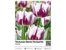 2389	 Rems Favourite () 98 
