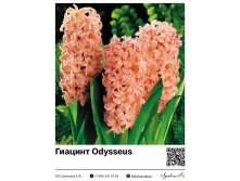 4052	 Odysseus 86 