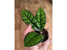 Hoya Callistophylla Black Cat.