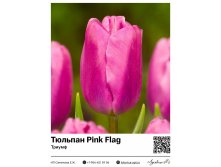 2377	 Pink Flag () 75 