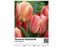 2332	 Gudoshnik ( ) 55 