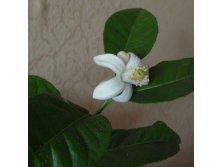 Павловский лимон-цветок