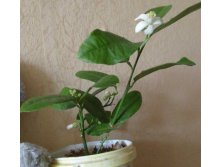 Павлик в бутонах