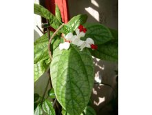 клерик на солнышке