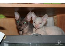 06.04.2010 15:33:08