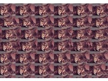 mzgsirds-020.jpg