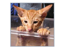 3d723e4ab3ef.gif
