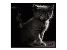 8a2a14a47f13.gif