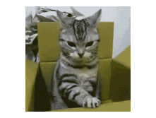 710708.gif