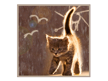 1411715.gif
