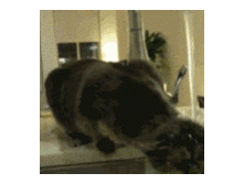 1498138.gif