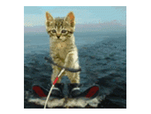 1500186.gif
