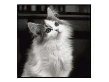 8493969d51f7.gif