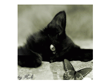 13970821_ava71.gif