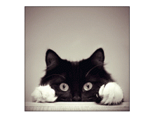 a6dbbb667c83.gif