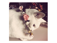 be4983a6b441.gif