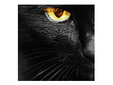 ffd6e853884e.gif
