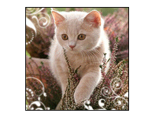 image_11307111746448787498.gif