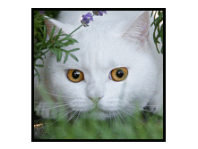 kic008.gif